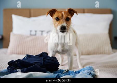 Ritratto arrabbiato del cane in camera da letto. Danni al PET Foto Stock