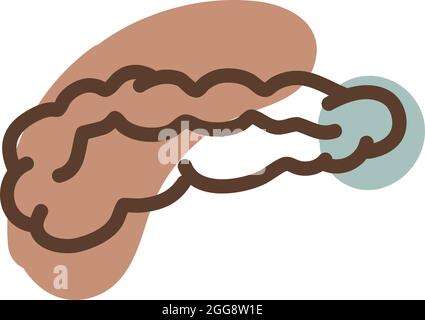 Colon umano, illustrazione, vettore, su sfondo bianco. Illustrazione Vettoriale