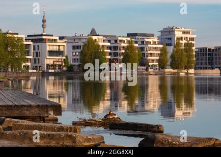 Grande crosted grebe, Dortmund Fenixsee Foto Stock