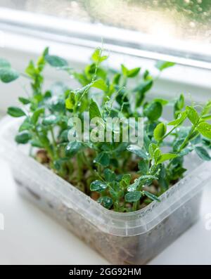 Micro verde piselli su davanzale. Stile di vita sano Foto Stock