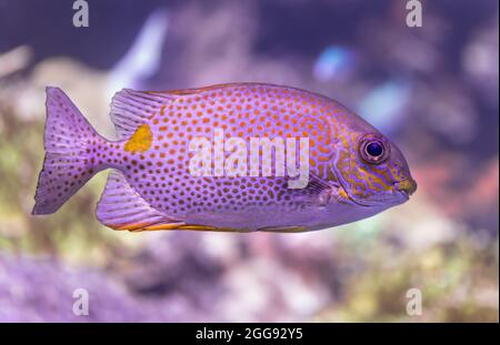 Primo piano di un pesce di coniglio d'oro (Siganus guttatus) Foto Stock