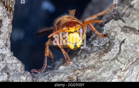 Primo piano frontale di un corno europeo (Vespa crabro) che custodisce l'ingresso del loro nido Foto Stock