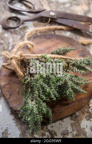 Prodotto del giardino, mazzo di timo essenziale per la cucina mediterranea Foto Stock