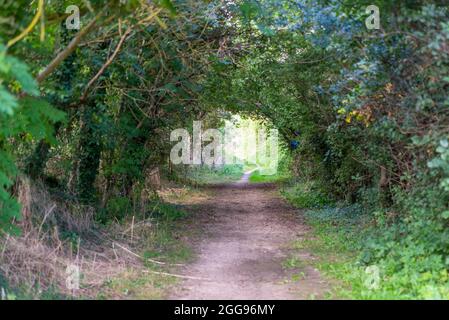 Tree Tunnel sulla Public Byway Y23 fuori Bath Road, Longford, vicino all'aeroporto di Londra Heathrow, Regno Unito, un'area verde di percorso con l'autostrada M25 a West Drayton Foto Stock