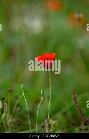 Singolo papavero rosso in un prato Foto Stock