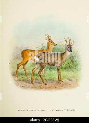 Il capriolo (Capreolus capreolus), noto anche come capriolo, capriolo occidentale o capriolo europeo, in inverno ed estate pelage dal libro ' il cervo di tutte le terre : una storia della famiglia Cervidae, vivente ed estinto ' di Richard Lydekker, pubblicato a Londra da Ward 1898 Foto Stock