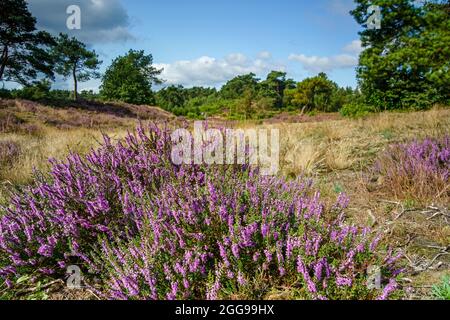 Calluna volgaris (erica comune, molva, o semplicemente erica) in fiore sotto il cielo blu e le nuvole bianche e soffici, fiori viola sul campo laterale collinare Foto Stock