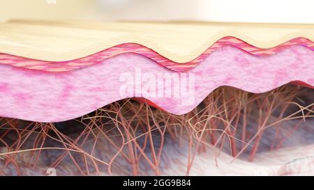 Lisciatura del risciacquo dello strato cutaneo. Azione cura della pelle effetto riparazione collagene, processo di ringiovanimento della pelle, ricostruzione di fibre di collagene ed elastina, rughe Foto Stock