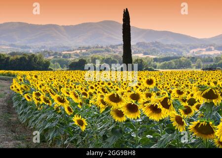 Bellissimo campo di girasoli sotto la luce del tramonto nella campagna toscana. Italia Foto Stock