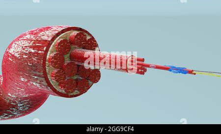 Illustrazione 3d del tipo di muscolo: Muscolo cardiaco - sezione trasversale attraverso il muscolo con fibre muscolari visibili - rendering 3D Foto Stock