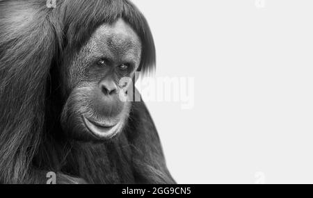 Big Orangutan Monkey Closeup volto in bianco sfondo Foto Stock