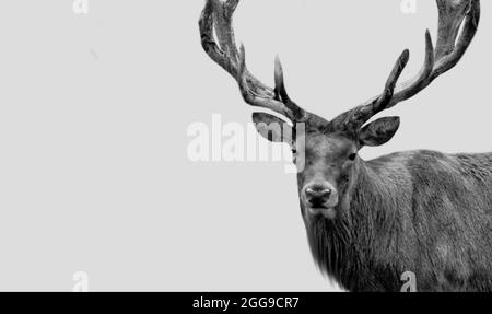 Black Portrait Deer Closeup faccia con Big Antlers Foto Stock