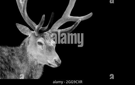 Big Antlers Deer Closeup faccia in sfondo scuro Foto Stock