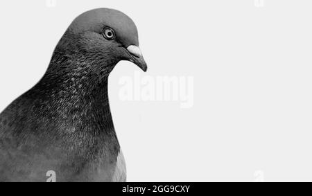 Bella faccia in Closeup Pigeon bianco e nero sullo sfondo bianco Foto Stock