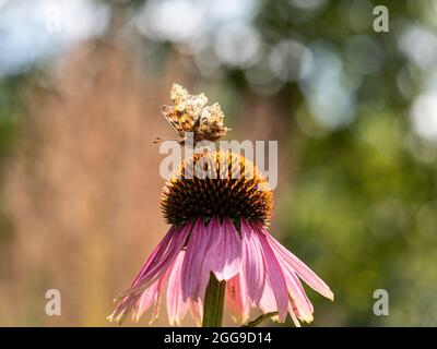 Una farfalla a virgola poggiante su un fiore di Echinacea purpurea retroilluminato dal sole Foto Stock