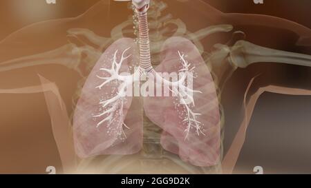 Illustrazione 3d del concetto di anatomia dei polmoni del sistema respiratorio umano. Polmone visibile, ventilazione polmonare, alta qualità realistica, rendering 3d Foto Stock