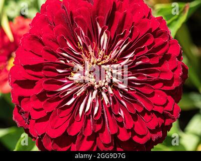 Un primo piano di un solo fiore del rosso profondo Zinnia Florist F1 Deep Red Foto Stock