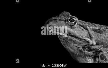 Rana Looking Up e Closeup volto nello sfondo nero Foto Stock