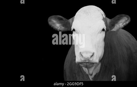 Ritratto Cow Closeup faccia nello sfondo nero Foto Stock