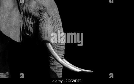 Elephant Closeup con Big Teeth Closeup viso Foto Stock