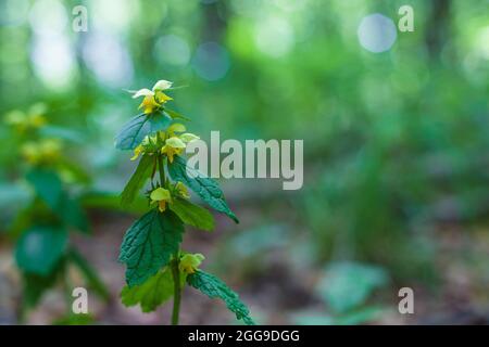 Fiore singolo (Galleobdolon luteum Huds) sul prato. Messa a fuoco selettiva Foto Stock