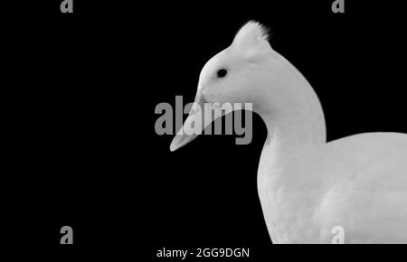 Cute White American Pekin Closeup viso Foto Stock