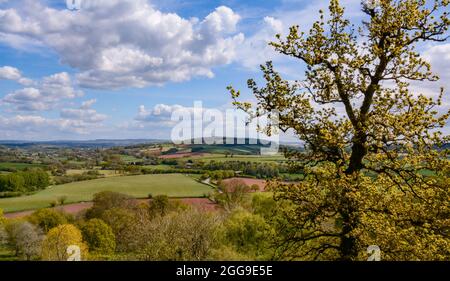 Vista distante di White Down Copse vicino a Bradninch nella campagna del Devon Foto Stock