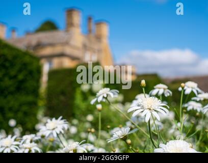 Margherite di leucanthemum bianco che crescono a Bourton House Garden, Bourton-on-the-Hill nel Cotswolds, Gloucestershire. Boughton House sullo sfondo. Foto Stock