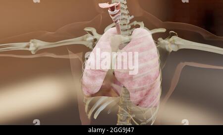 Illustrazione 3d del concetto di anatomia dei polmoni del sistema respiratorio umano. Polmone visibile, ventilazione polmonare, alta qualità realistica, rendering 3d Foto Stock