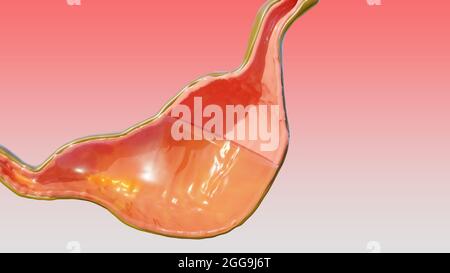 Illustrazione 3d della digestione dell'anatomia dello stomaco umano, reander 3D Foto Stock