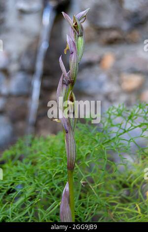 Serapias parviflora. piccola linguetta fiorito-orchid Foto Stock