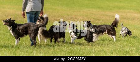 Cammina con molti cani obbedienti senza guinzaglio nella natura. Collies di confine Foto Stock