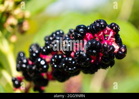 Closeup violetto da pokeweeed, Phytolacca acinosa fiore velenoso. Foto Stock