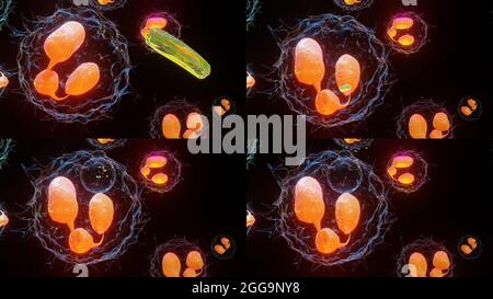 Illustrazione 3D della fagocitosi. Neutrophe che utilizza la membrana plasmatica per l'ingolfo dei batteri. Da endocitosi a esocitosi. Processo di digestione in phag Foto Stock