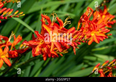 Crocosmia 'Spittfire' una pianta estiva autunnale fiorita con un fiore rosso arancio d'estate noto anche come montbretia, foto di scorta Foto Stock