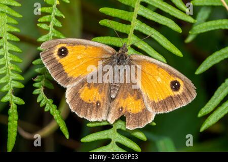 Gatekeeper Butterfly (Pyronia tithonus) un insetto volante comunemente noto come Hedge Brown Foto Stock