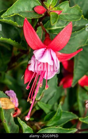 Fucsia 'Bella Nikita' una pianta estiva fiorita con un fiore rosso rosa d'estate, foto di scorta Foto Stock