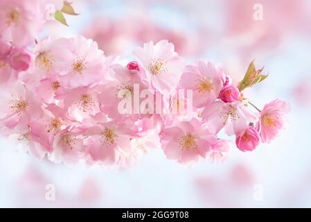 Beautiful spring, pink Cherry Blossom flowers of Prunus' Accolade' Foto Stock