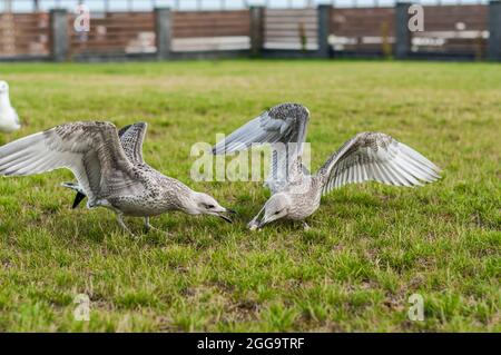 seagull, gabbiani, uccelli sul prato che lottano per il cibo Foto Stock