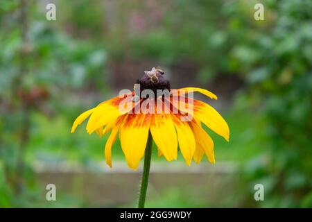 Api miele e insetto nutrimento su giallo e rosso rudbeckia fiore in fiore nel giardino estivo rurale Carmarthenshire Galles Regno Unito Gran Bretagna KATHY DEWITT Foto Stock
