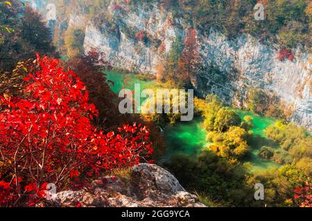 Vista aerea sui laghi di Plitvice in autunno. Albero di cespuglio rosso in primo piano. Parco Nazionale di Plitvice, Croazia. Fotografia di paesaggio Foto Stock