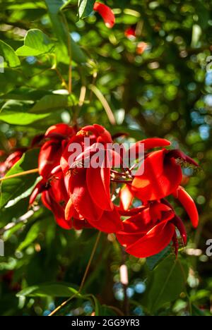 Bella Cockspur corallo fiori alla luce del sole - Erythrina crista-galli, verticale, fuoco selettivo Foto Stock