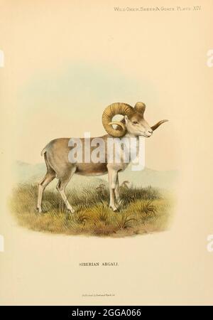 Altai argali (Ovis ammon ammon) [qui come argali siberiani Ovis animon typica] è una sottospecie tradizionale di argali, una pecora selvatica che vagano sugli altipiani dei monti Altai in Asia centrale. Illustrazione a colori dal libro " buoi selvatici, pecore e capre di tutte le terre, Living and Extinct ' di Richard Lydekker (1849-1915) pubblicato nel 1898 da Rowland Ward, Londra Foto Stock