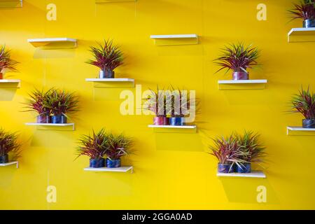 Casa in vaso piante contro il muro giallo Foto Stock