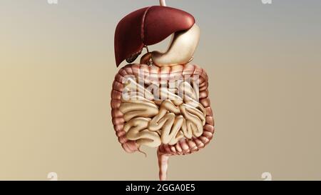 Illustrazione 3d del sistema digestivo umano, accurato dal punto di vista medico, rendering 3d Foto Stock