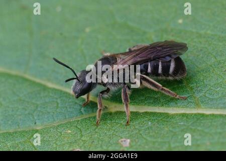 Primo piano di una femmina del Bee Sweat a bande bianche, Lasioglossum leucozonum Foto Stock