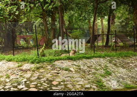 Wild Animal Una grande tigre bianca nel Parco Zoologico Foto Stock