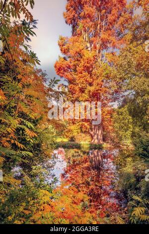 Foglie autunnali in Francia. Colori autunnali paesaggio Foto Stock