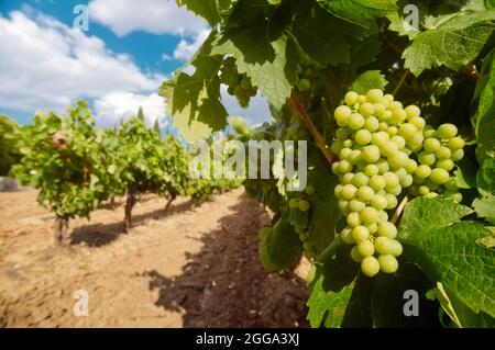 Primo piano di uve bianche in un vigneto Foto Stock