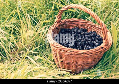 Cestino di vimini pieno di more appena raccolte nell'erba Foto Stock